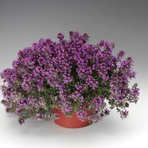 Thymus praecox 'Coccineus'