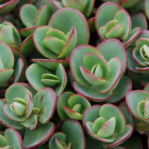 Sedum SunSparkler® Series 'Lime Zinger'