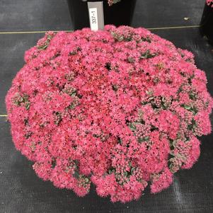 Sedum SunSparkler® Series 'Cosmic Comet'