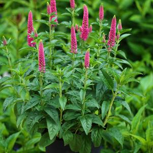 Veronica longifolia 'First Love'