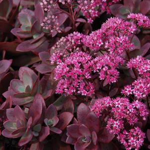 Sedum SunSparkler® Series 'Firecracker'