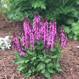 Salvia nemorosa 'Marvel Series Rose Marvel'