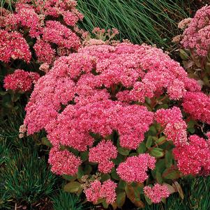 Sedum Tall Upright Clumping 'Mr. Goodbud'