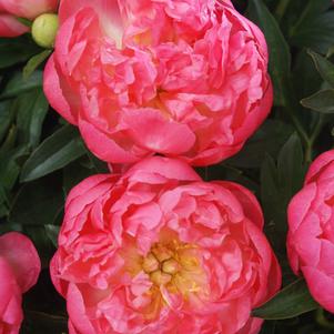 Peony 'Pink Hawaiian Coral'