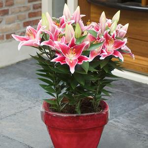Lilium - Oriental Pot Lily Looks™ 'After Eight'