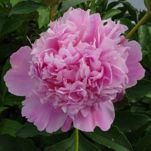 Peony 'Mons. Jules Elie'