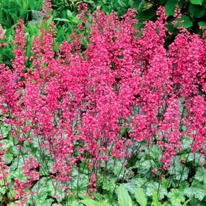 Heuchera 'Paris'