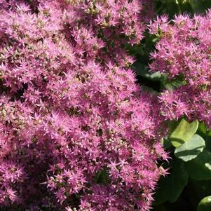 Sedum Tall Upright Clumping 'Brilliant'