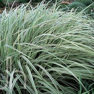 Miscanthus sinensis 'Dixieland'