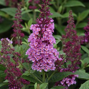 Buddleia 'Chrysalis™ Pink'