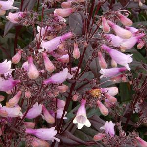 Penstemon digitalis 'Dark Towers'