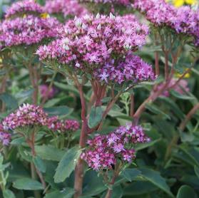 Sedum Tall Upright Clumping 'Munstead Dark Red'