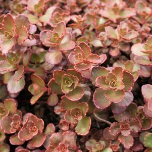 Sedum spurium 'Red Carpet'