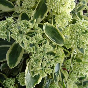 Sedum Tall Upright Clumping 'Autumn Charm™'