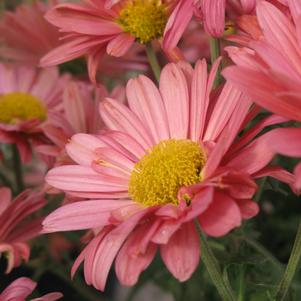 Chrysanthemum 'Mammoth™ Coral Daisy'