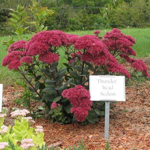 Sedum Tall Upright Clumping 'Thunderhead'