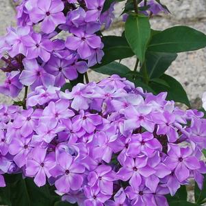 Phlox Dwarf Garden paniculata 'Flame® Purple'