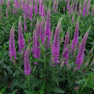 Veronica 'Purpleicious'