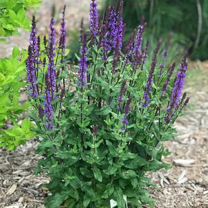 Salvia nemorosa 'Caramia'