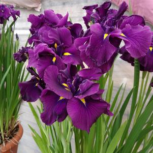 Iris ensata 'Dinner Plate™ Eileen's Dream'