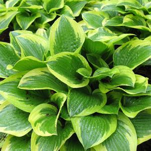 Hosta 'Queen Josephine'