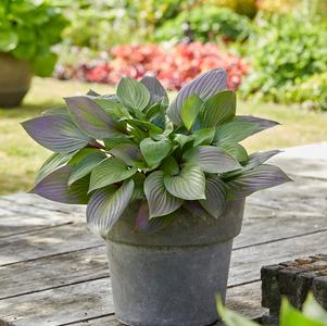 Hosta 'First Blush'