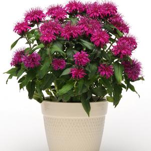 Monarda didyma 'Balmy™ Purple'