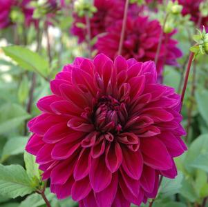 Dahlia Tall Dinner Plate 'Thomas Edison'