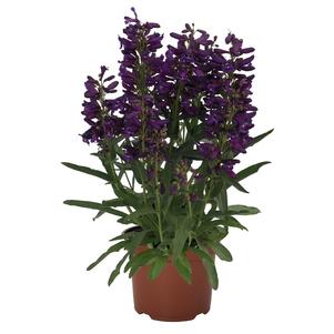 Penstemon barbatus 'Pristine Lila Purple'