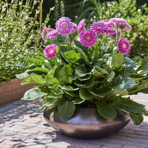 Gerbera jamesonii 'Garvinea Majestic Purple'