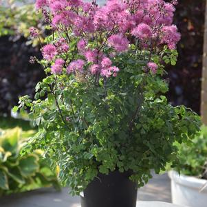 Thalictrum aquilegifolium 'My Little Favorite'