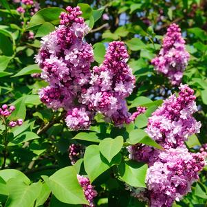 Syringa vulgaris 'Prairie Petite'