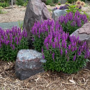 Veronica spicata 'Purplegum Candles'