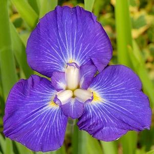 Iris ensata 'Pleasant Journey'