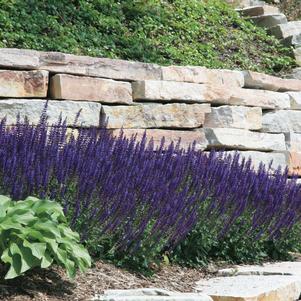 Salvia nemorosa 'May Night'