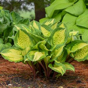 Hosta 'Island Breeze'