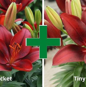 Lilium - Asiatic Pot Lily Looks™ 'Bloom Extensions™ Red'