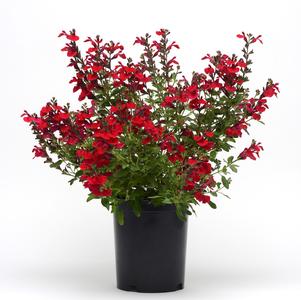 Salvia greggiii 'Mirage™ Cherry Red'