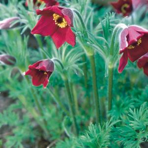 Pulsatilla vulgaris 'Red Bells'