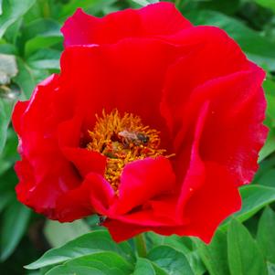 Peony 'Blaze'