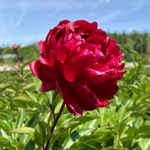 Peony 'Red Magic'