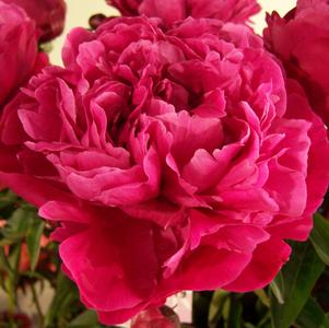 Peony 'Red Sarah Bernhardt'