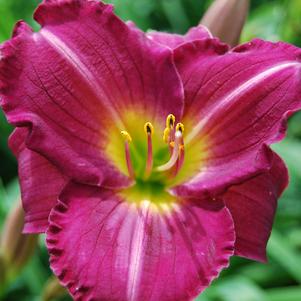 Hemerocallis 'Siloam Royal Prince'