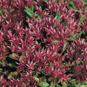 Sedum spurium 'Dragon's Blood'