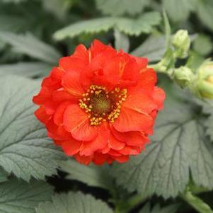 Geum chiloense 'Red Dragon'