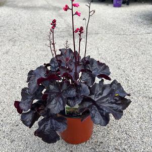 Heuchera 'Black Forest Cake'