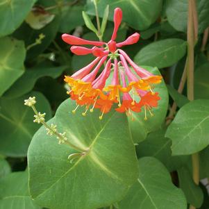 Lonicera x brownii 'Dropmore Scarlet'