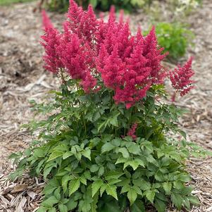 Astilbe 'Younique™ Ruby Red'