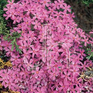 Phlox subulata 'Red Wing'