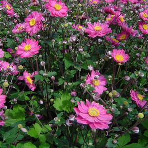 Anemone 'Pamina'